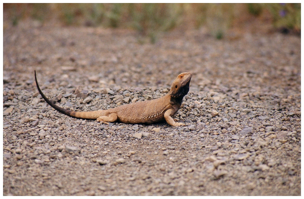 03 - The Flinders Ranges (8).jpg